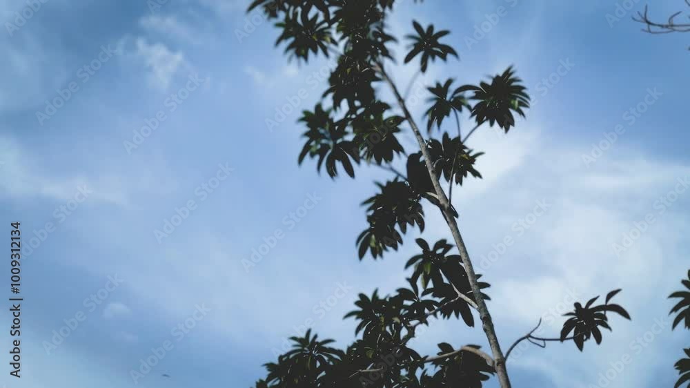 Wind Breeze on a Tree Landscape Enviromental Video with crow on a top of the tree Wind Breeze on a Tree Landscape Enviromental Video with crow on a top of the tree