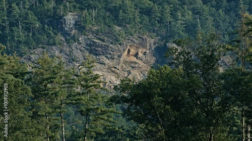 Pine forest on a ledge