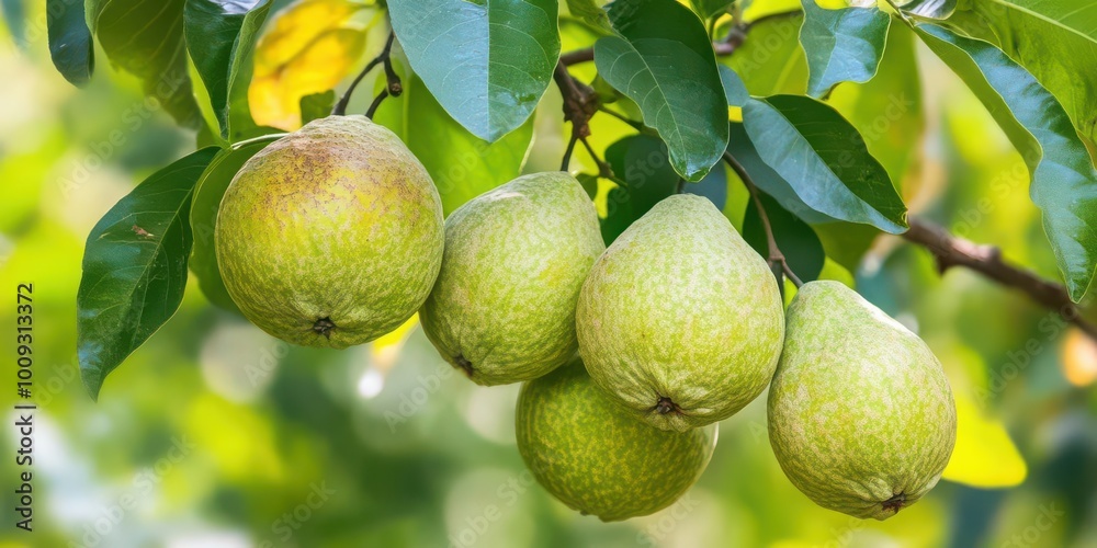 A cluster of green pears hanging from a tree branch amidst lush foliage. A cluster of green pears hanging from a tree branch amidst lush foliage.