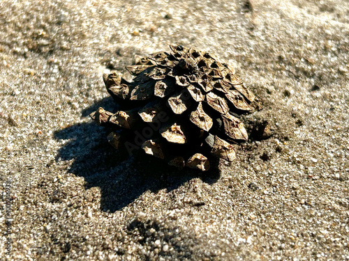 Close-up of a cone on the sand