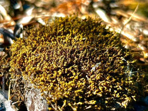 Large green moss in macro photography