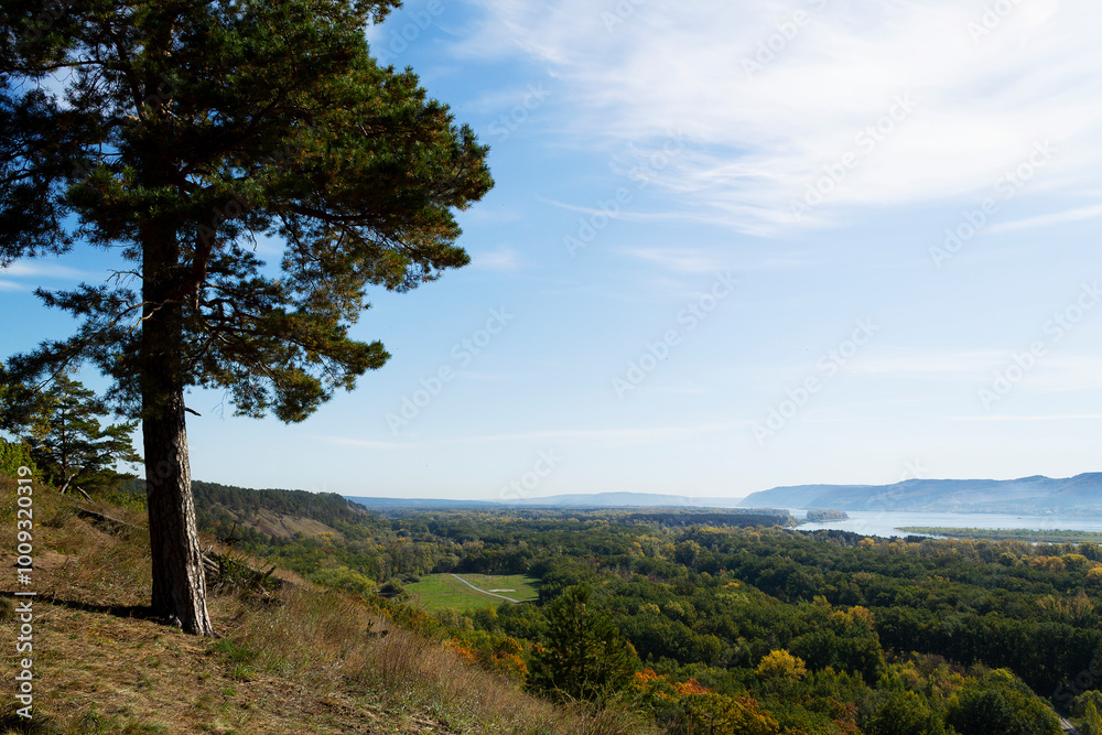 pine trees in the mountains. Autumn landscape with dense trees and vibrant foliage under a clear blue sky. from a bird's eye view. Scene of unspoiled nature. pine trees in the mountains. Autumn landscape with dense trees and vibrant foliage under a clear blue sky. from a bird's eye view. Scene of unspoiled nature.
