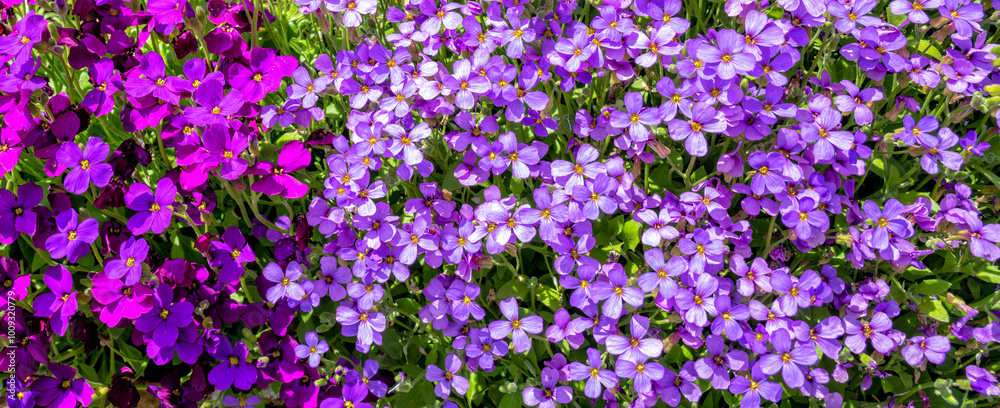Naklejka premium Campanula purple and pink flowers - background banner image