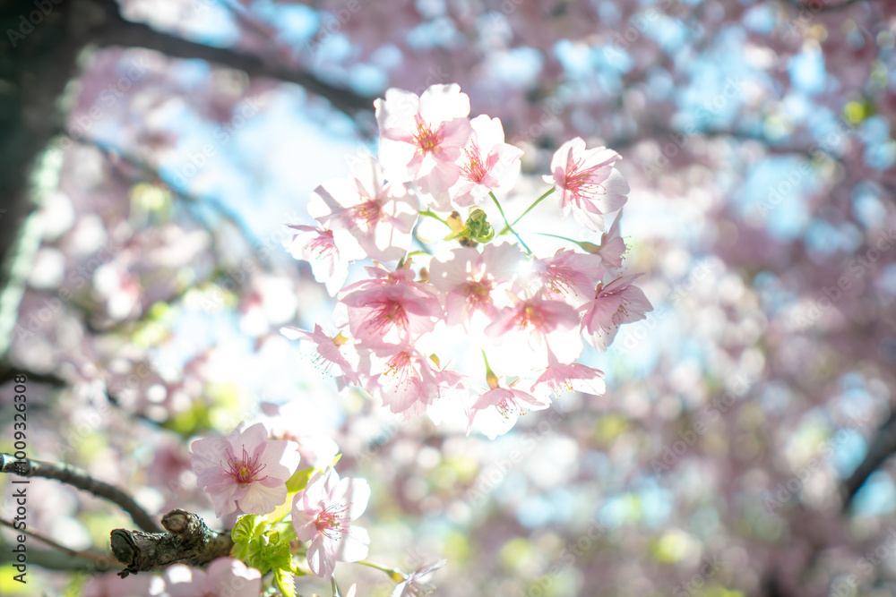 春に日本の東京で咲く満開の桜の花。河津桜(kawazu-zakura) 春に日本の東京で咲く満開の桜の花。河津桜(kawazu-zakura)