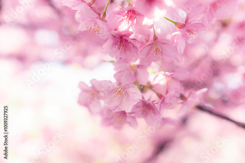 春に日本の東京で咲く満開の桜の花。河津桜（kawazu-zakura）