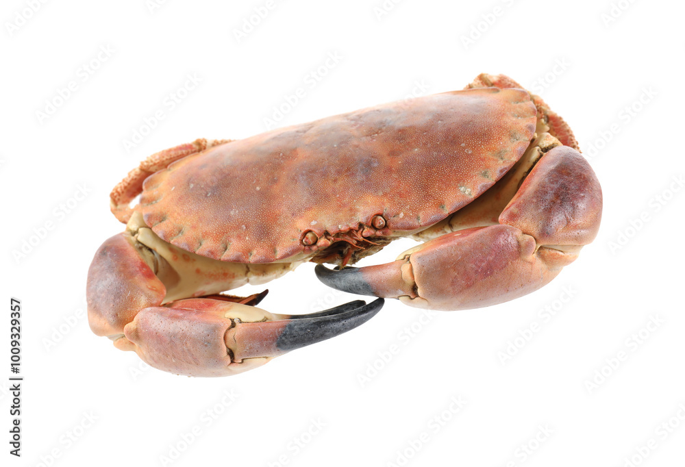 One raw crab isolated on white. Sea food One raw crab isolated on white. Sea food