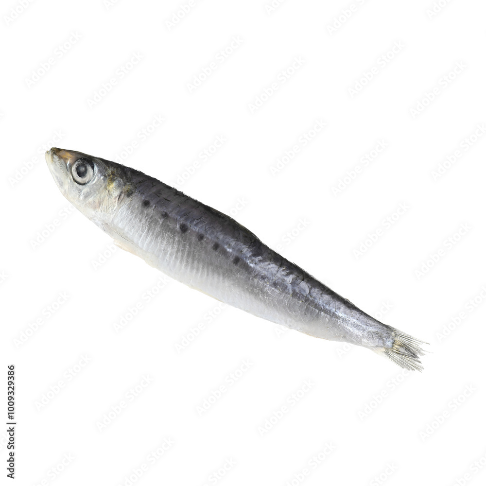 One raw sardine fish isolated on white. Sea food One raw sardine fish isolated on white. Sea food