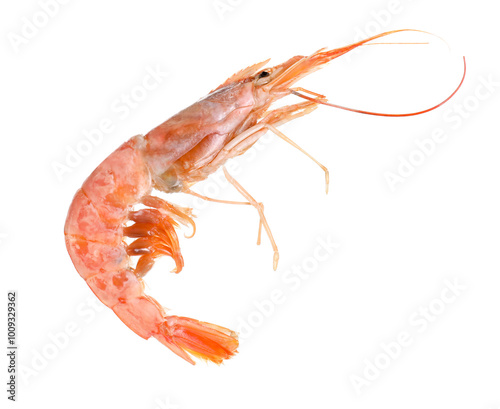 Wallpaper Mural One raw shrimp isolated on white. Sea food Torontodigital.ca