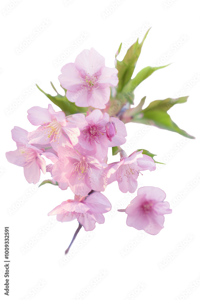 Fototapeta premium 【切り抜き】春に日本の東京で咲く満開の桜の花。河津桜（kawazu-zakura）