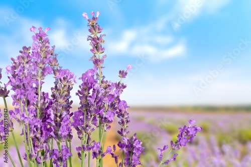 Fresh aroma lavender blooming flowers