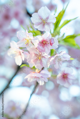 満開の桜の花。河津桜（kawazu-zakura）