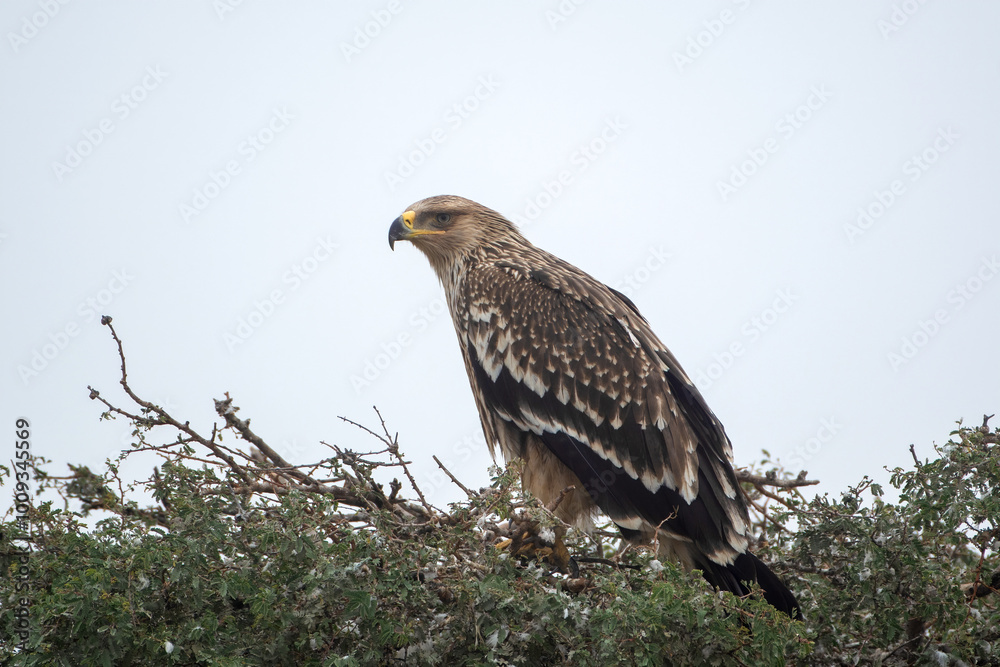 eastern imperial eagle or Aquila heliaca at Jorbeer in Rajasthan, India eastern imperial eagle or Aquila heliaca at Jorbeer in Rajasthan, India