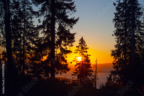 Morning fog and trees silhouettes in sunrise time in Drahobrat, Carpathian mountains, Ukraine photo