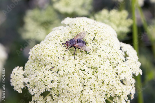 Tachinids, Tachinidae, parasitic fly on flower. photo