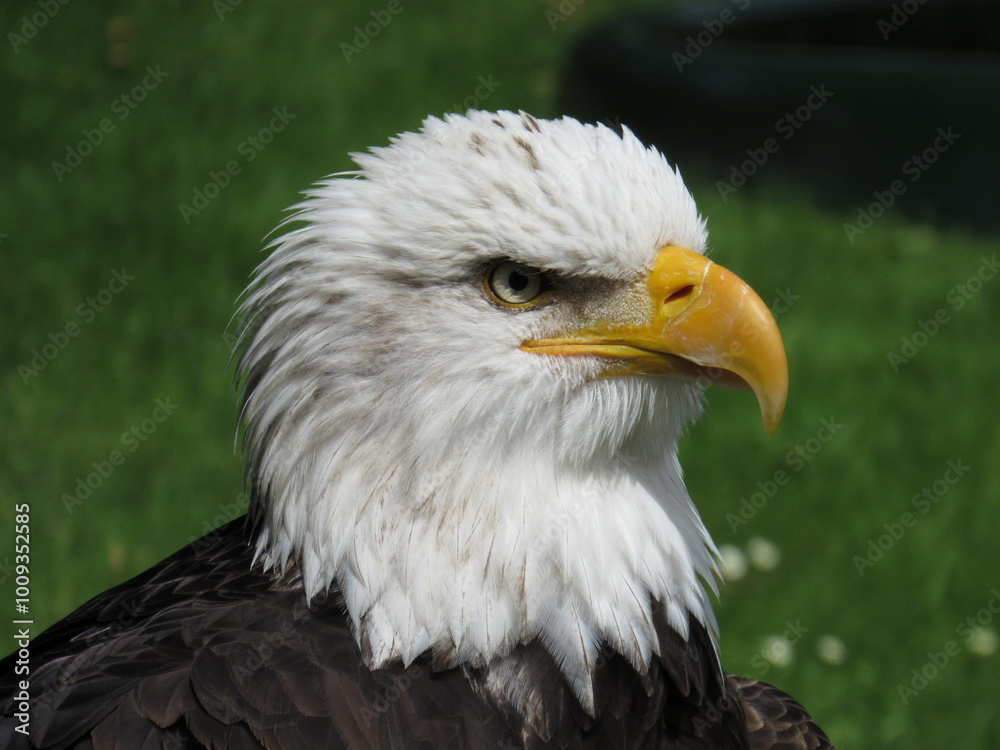 Fototapeta premium american bald eagle