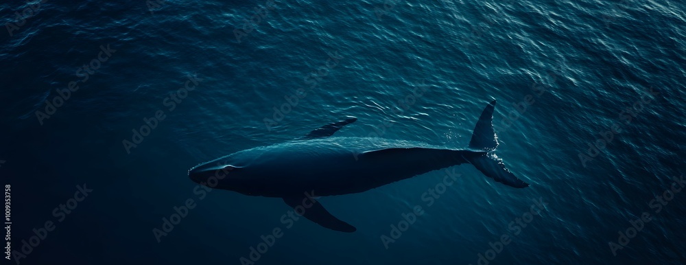 Naklejka premium A whale swims through the deep blue ocean.