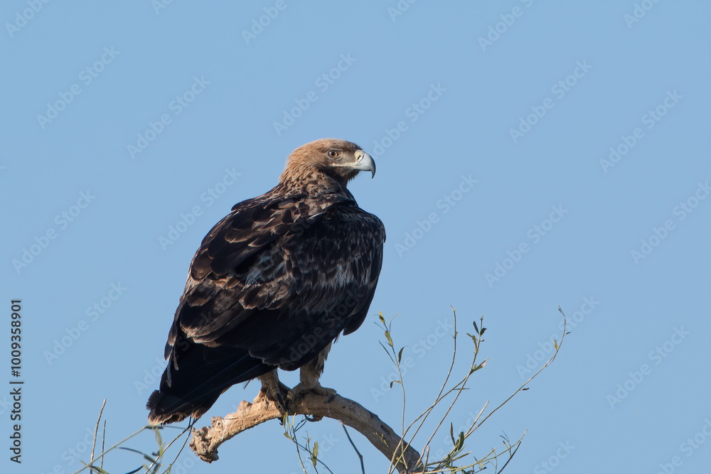 eastern imperial eagle or Aquila heliaca at Jorbeer in Rajasthan, India eastern imperial eagle or Aquila heliaca at Jorbeer in Rajasthan, India