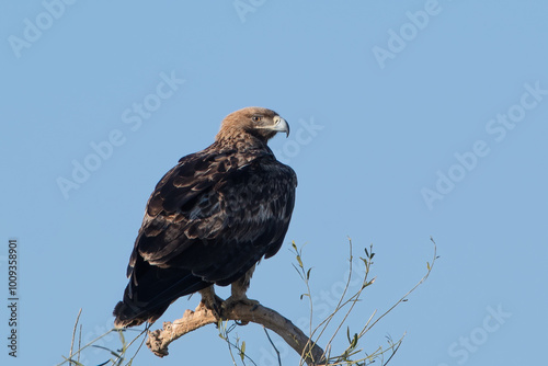 eastern imperial eagle or Aquila heliaca at Jorbeer in Rajasthan, India photo