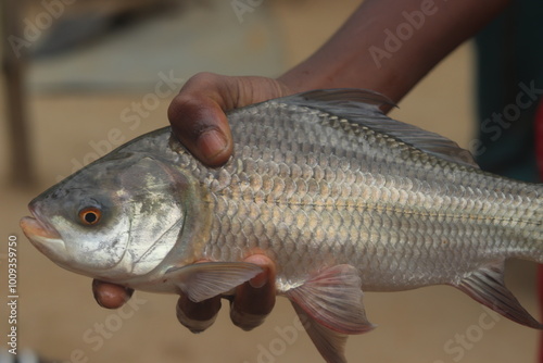 fish in hand
