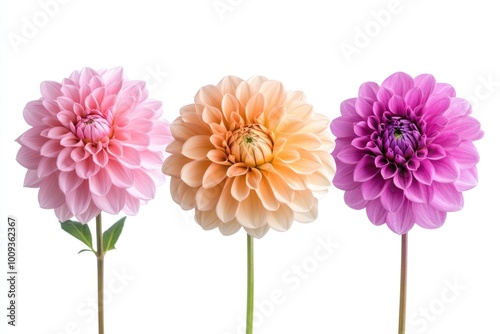 A bouquet of three differently colored flowers on a white background