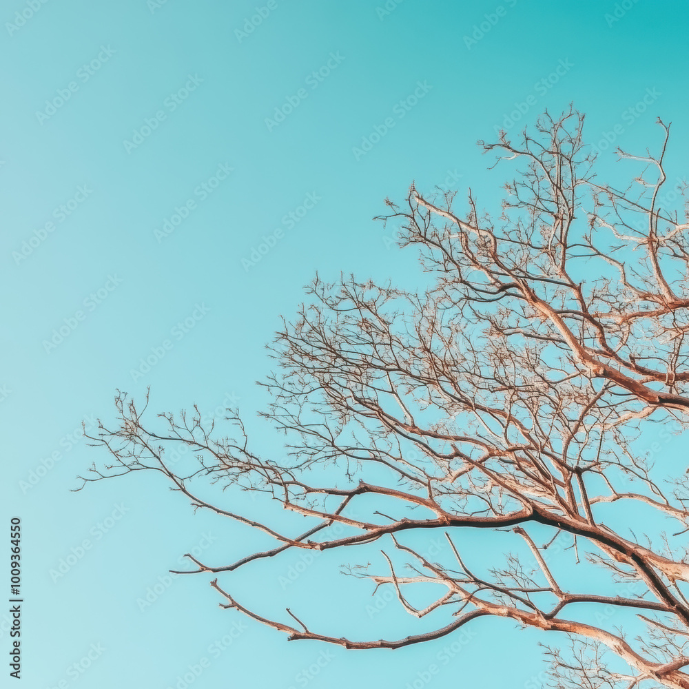 Obraz premium Bare Branches Against a Sky of Hope: A minimalist image featuring a single, skeletal tree branch reaching towards a vibrant, blue sky. The pale branches symbolize resilience and growth.