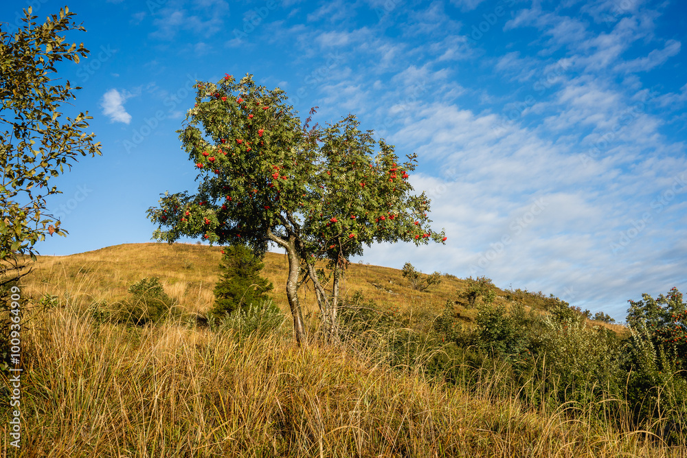 Golden Hour at Goprowska Pass Between Tarnica and Bukowe Berdo