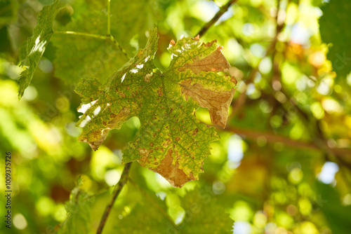 Chlorosis disease on the grape leaves. Autumn grape foliage.