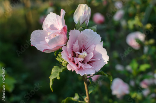 pink hibiscus flowers in the garden