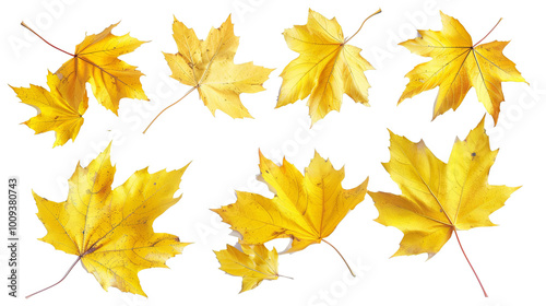 Eight Yellow Fall Maple Leaves Isolated Autumn Season PNG Graphic Resource Design Element Decoration Nature Botanical Plant Foliage Collection Realistic Cutout Decoration Fall Colors November October