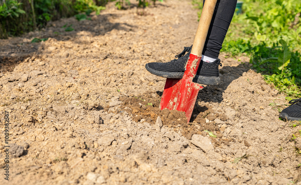 Worker digs soil with shovel in garden, agriculture concept. Boot on spade prepare for digging. Shovel's blade resting in freshly dug soil. The shovel is covered in dirt and the soil is loose. Worker digs soil with shovel in garden, agriculture concept. Boot on spade prepare for digging. Shovel's blade resting in freshly dug soil. The shovel is covered in dirt and the soil is loose.