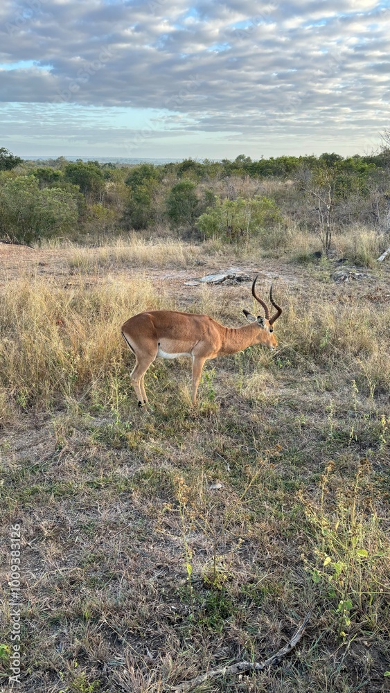 Naklejka premium beautiful africa