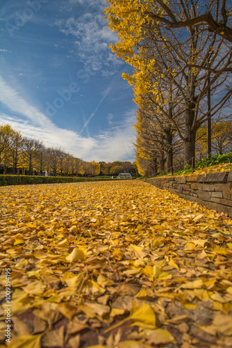 黄金色のイチョウの絨毯2
