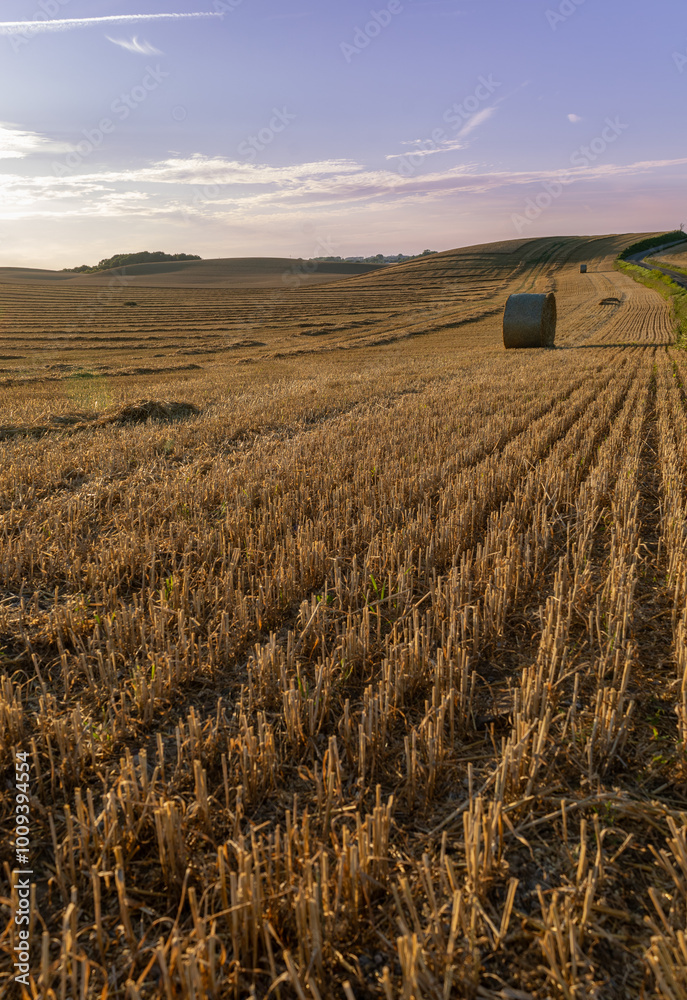Fototapeta premium Harvestend field summer evening Sweden 