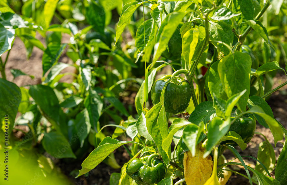 Varicoloured sweet peppers on a bush among green foliage. Organic farming concept. Varicoloured sweet peppers on a bush among green foliage. Organic farming concept.