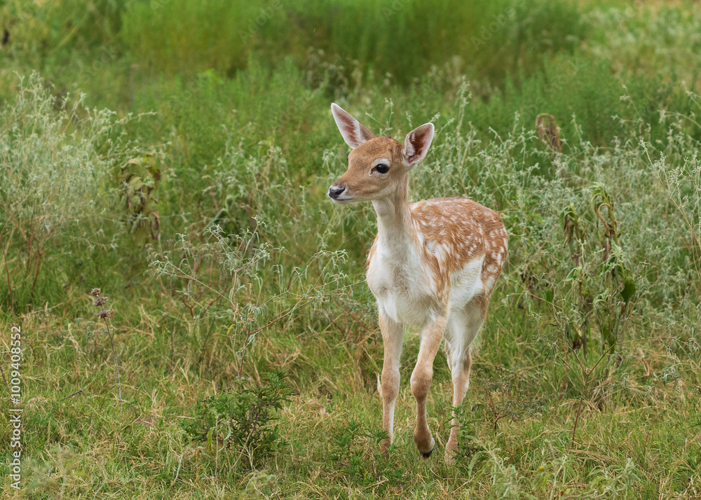 Deers, Antlers and wild antelopes in the forest Deers, Antlers and wild antelopes in the forest