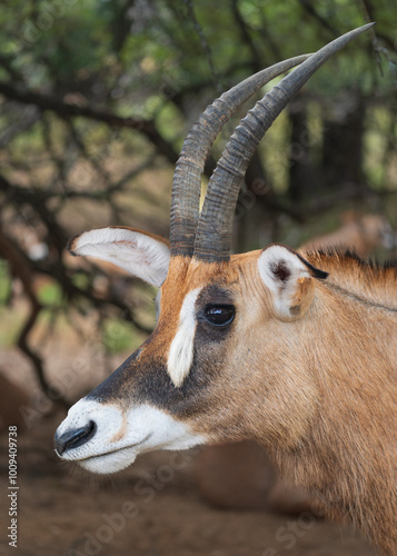 Deers, Antlers and wild antelopes in the forest