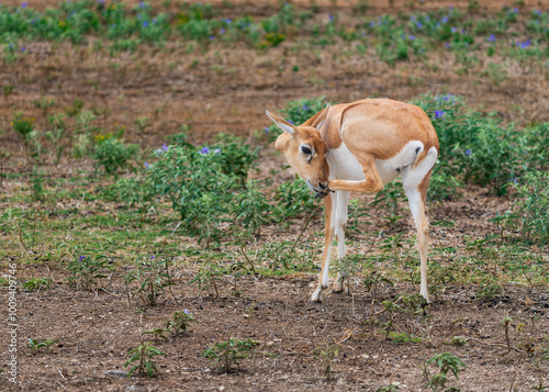 Deers, Antlers and wild antelopes in the forest