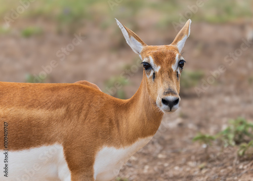 Deers, Antlers and wild antelopes in the forest