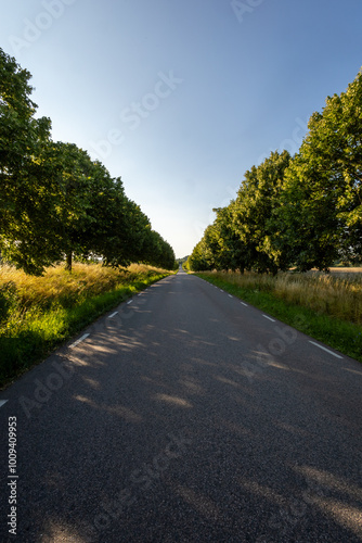 Tree lined country road