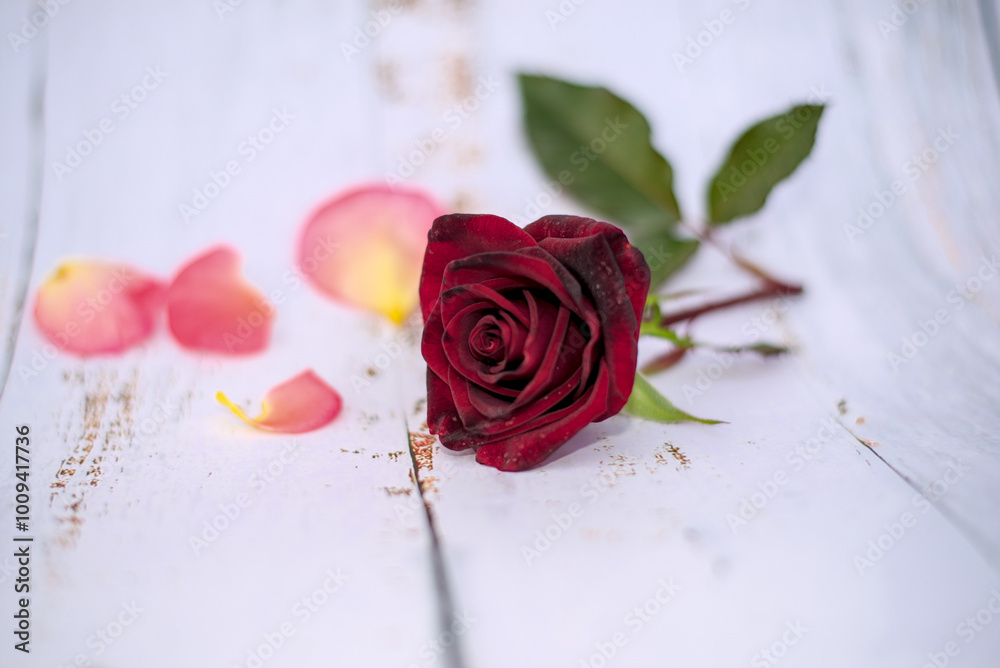 Single red rose on a white background