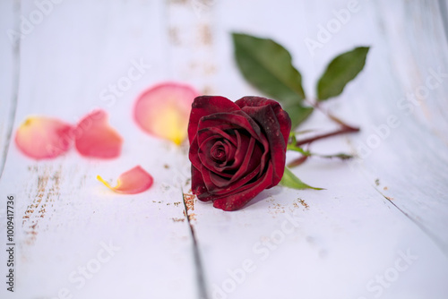 Obraz na płótnie Single red rose on a white background w salonie