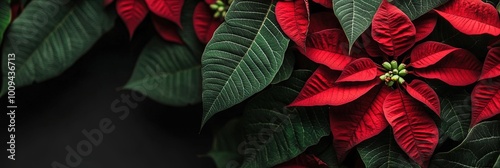 red Christmas poinsettias