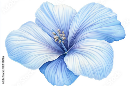 blue chrysanthemum flower