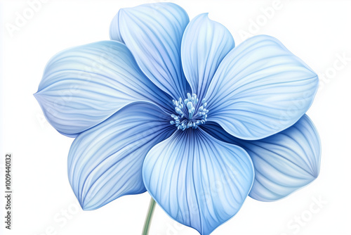 blue chrysanthemum flower