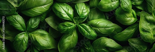 fresh basil photo