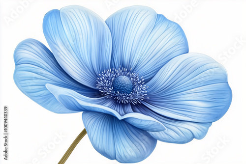 blue chrysanthemum flower