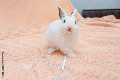 Fototapet funny naughty little white rabbit chewing wired headphones on bed