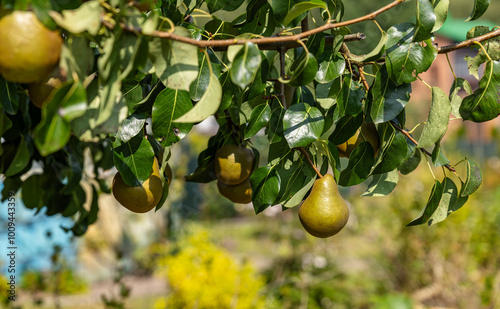 many juicy ripe yellow pears hanging from a green leaf tree on a beautiful autumn evening. The pear contains minerals such as iron, potassium, copper, iodine, magnesium, phosphate and zinc.