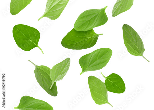 Fresh oregano leaves in air on white background