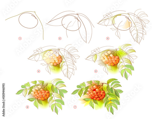 How to learn to draw sketch of the rowan berries and leaves. Creation step by step watercolor painting. Educational page for artists. Textbook for developing artistic skills. Vector illustration.